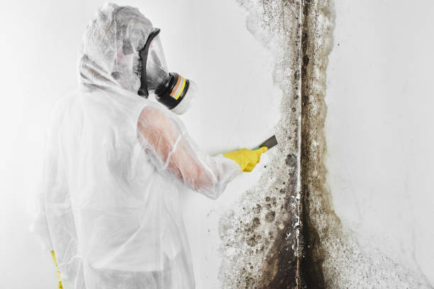 Crawl Space Mold Removal in Woodbury, MN