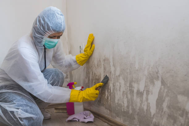 Best Certified Mold Removal  in Woodbury, MN