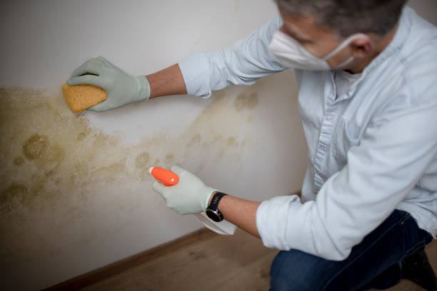 Best Mold Damage Repair  in Woodbury, MN