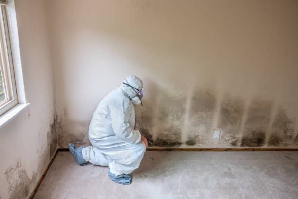 Best Local Mold Removal Service  in Woodbury, MN