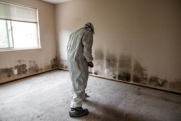 Best Crawl Space Mold Removal  in Woodbury, MN