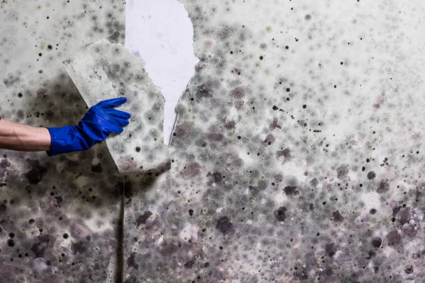 Best Toxic Mold Removal  in Woodbury, MN
